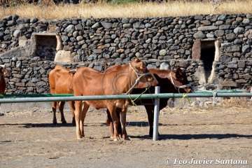 Muestra de ganado de las fiestas del patrono de Telde (Foto  Francisco Javier Santana)